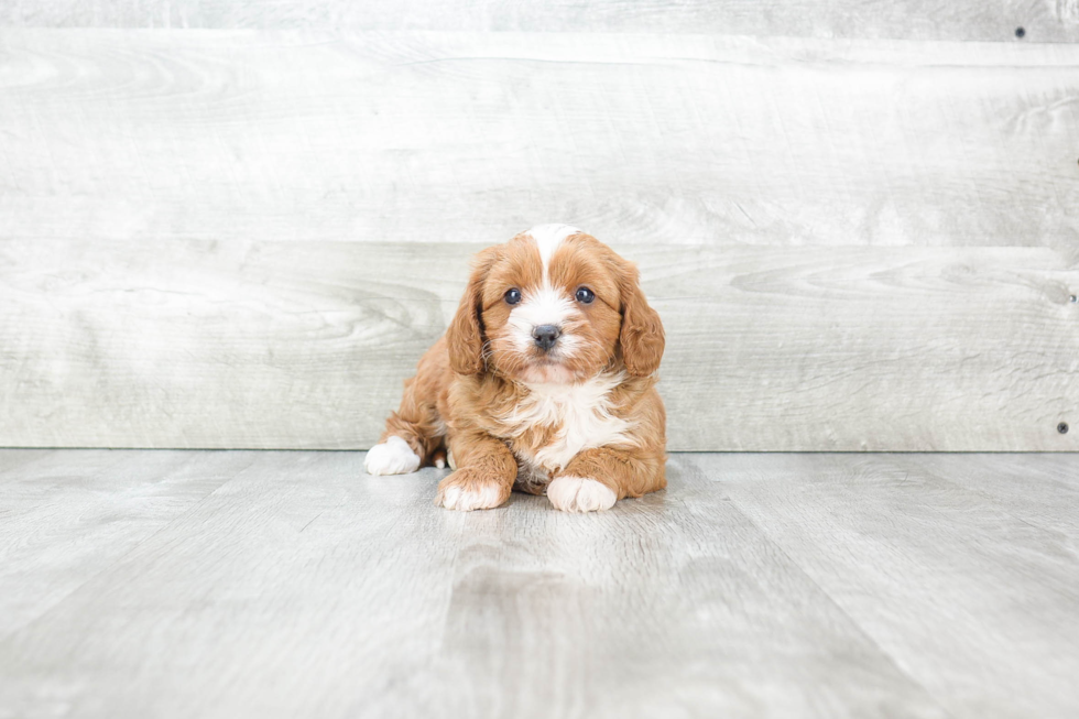 Playful Cavoodle Poodle Mix Puppy