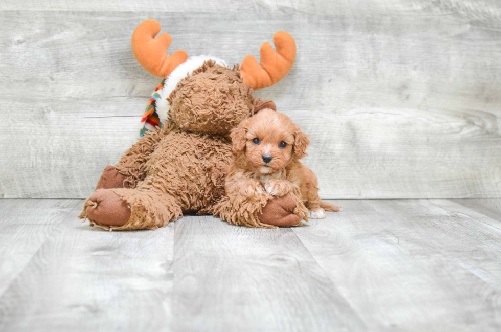 Popular Cavapoo Poodle Mix Pup