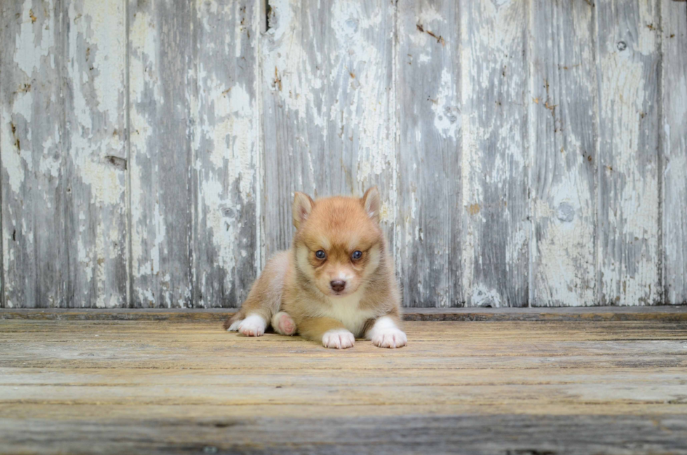 Funny Pomsky Designer Pup