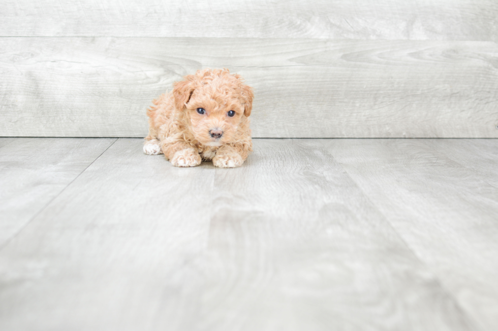 Maltipoo Pup Being Cute