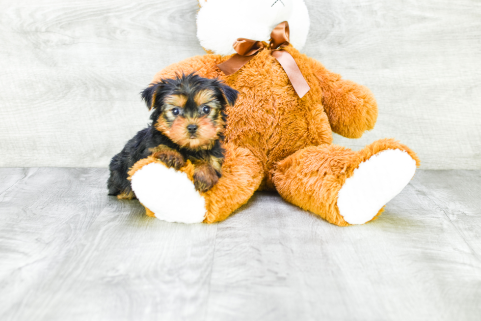 Meet Ronaldo - our Yorkshire Terrier Puppy Photo 