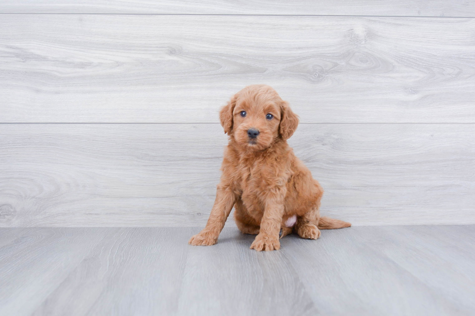 Best Mini Goldendoodle Baby