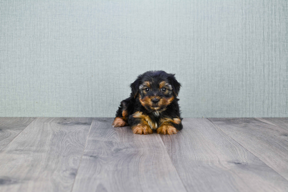 Meet Zoro - our Yorkshire Terrier Puppy Photo 