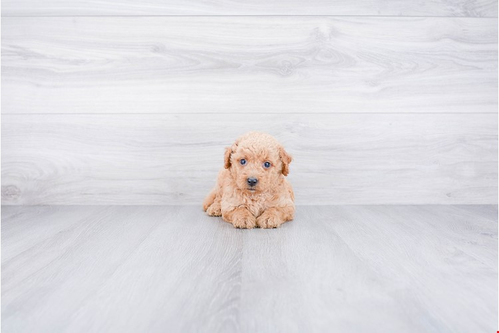 Mini Goldendoodle Puppy for Adoption