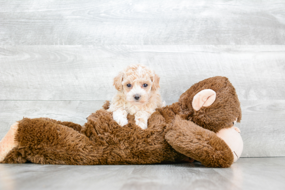 Happy Maltipoo Baby