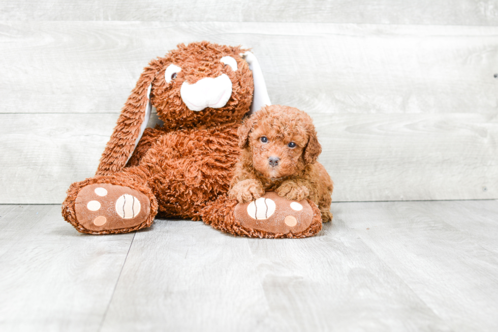 Petite Mini Goldendoodle Poodle Mix Pup