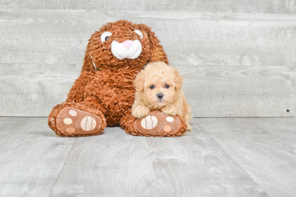 Sweet Maltipoo Baby