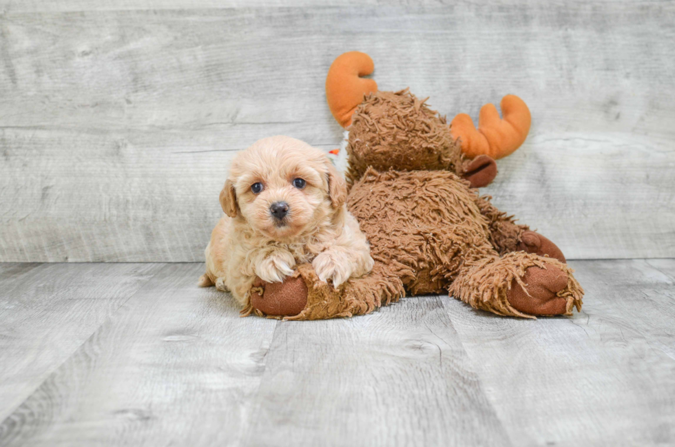 Best Maltipoo Baby