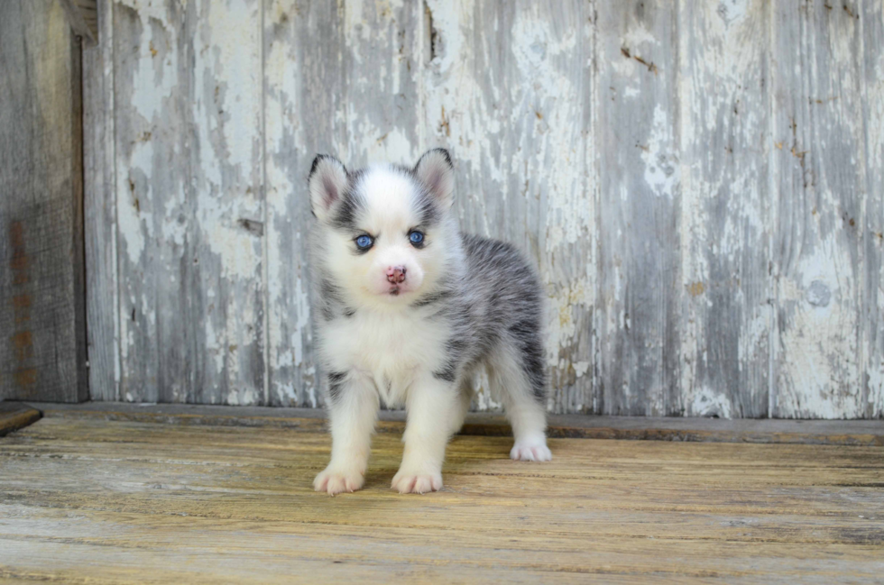 Little Mini Husky Designer Puppy