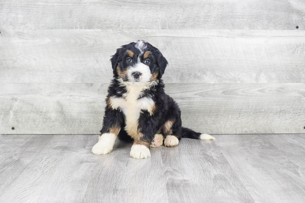 Playful Mini Berniedoodle Poodle Mix Puppy