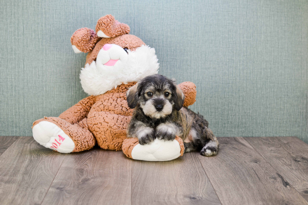 Mini Schnauzer Puppy for Adoption