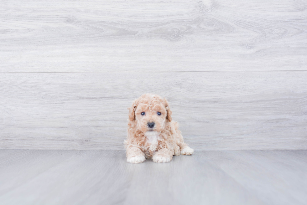 Maltipoo Puppy for Adoption