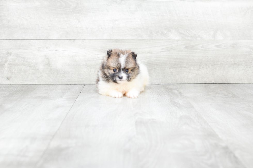 Pomeranian Pup Being Cute