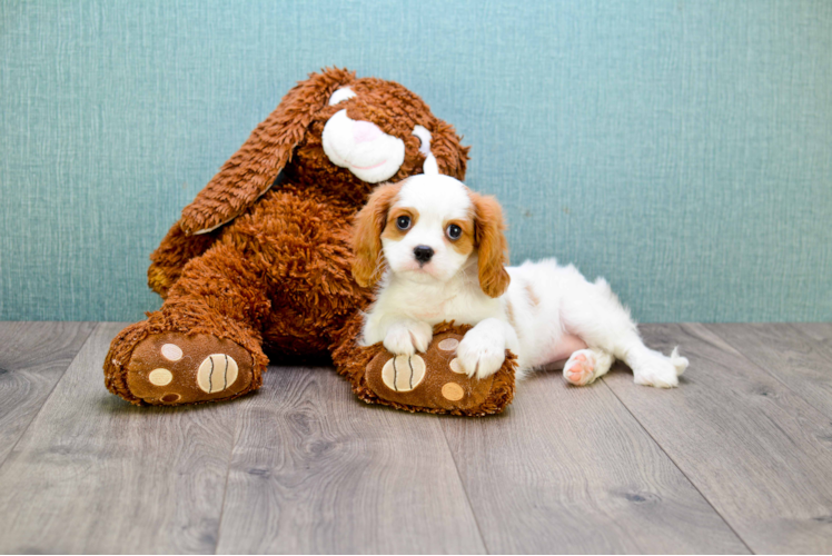 Funny Cavalier King Charles Spaniel Purebred Pup