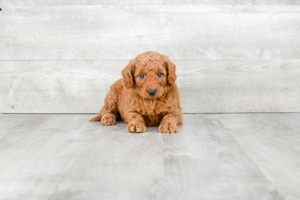 Energetic Golden Retriever Poodle Mix Puppy