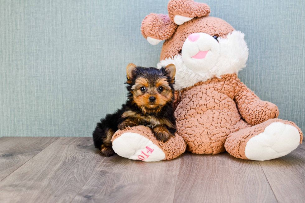 Meet Tinkerbell - our Yorkshire Terrier Puppy Photo 