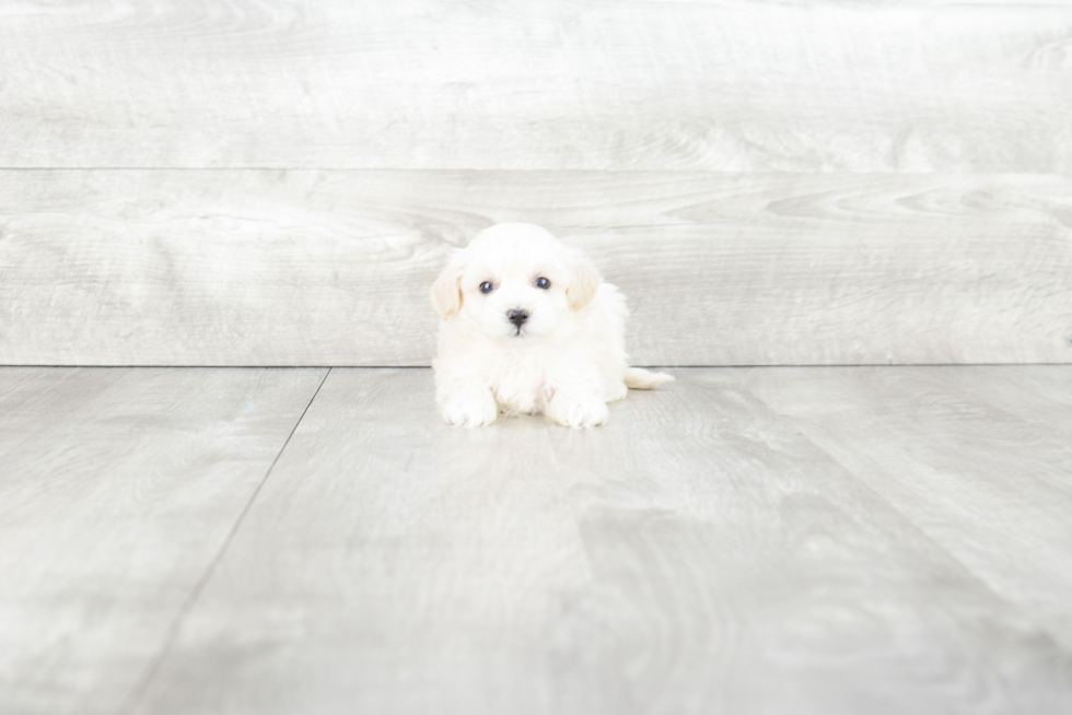 Popular Maltipoo Poodle Mix Pup