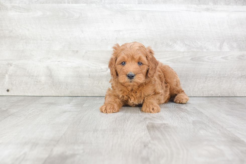 Cute Mini Goldendoodle Baby