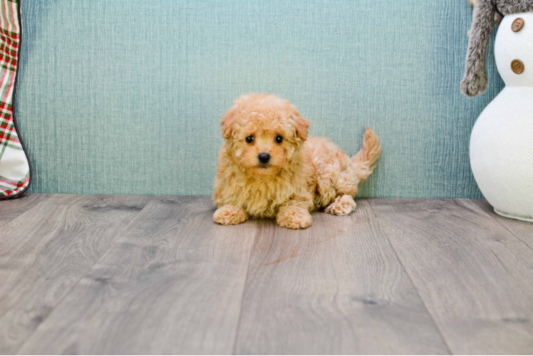 Popular Cavapoo Poodle Mix Pup