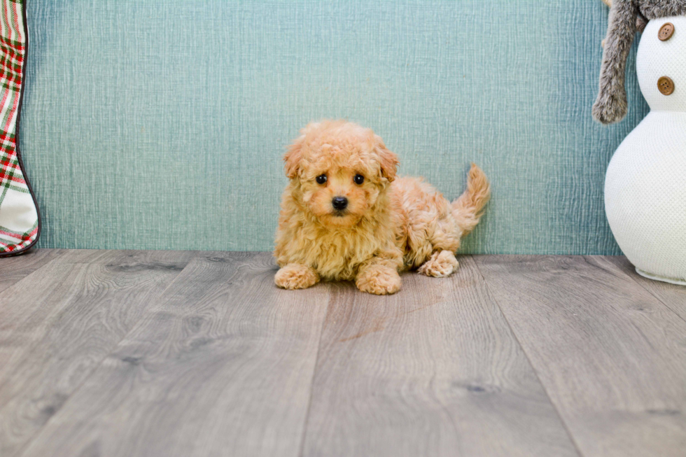 Popular Cavapoo Poodle Mix Pup