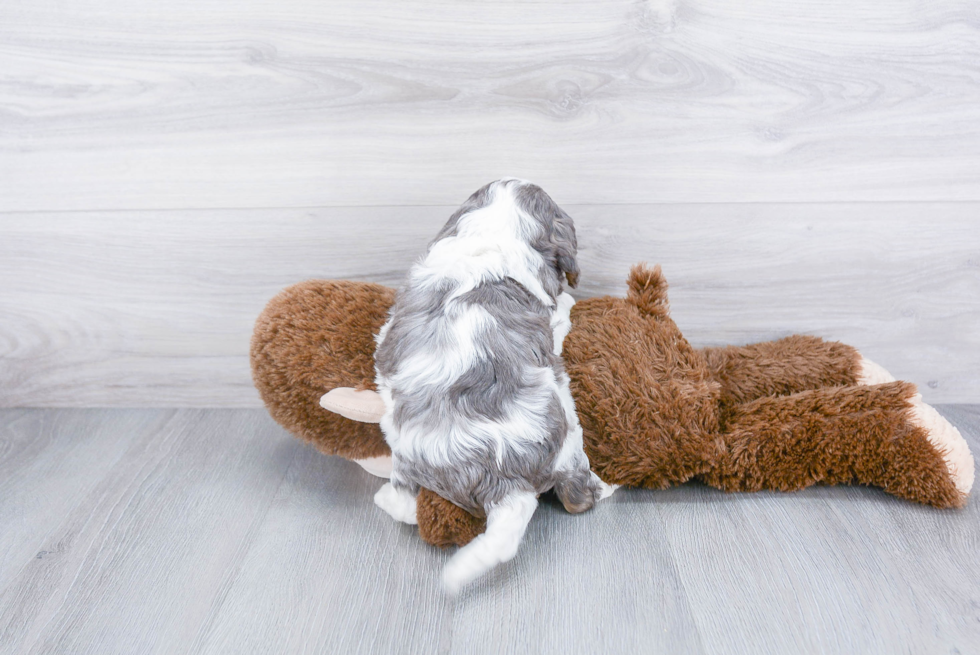 Cavapoo Pup Being Cute