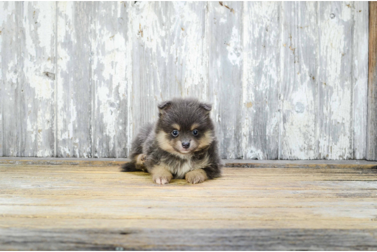 Pomeranian Pup Being Cute