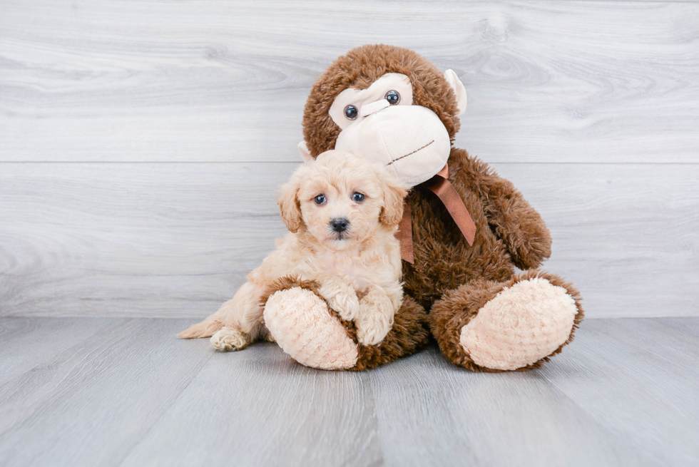 Best Poodle Baby