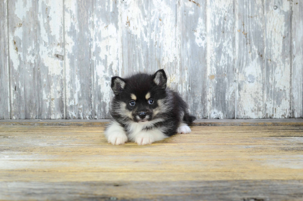 Best Pomsky Baby