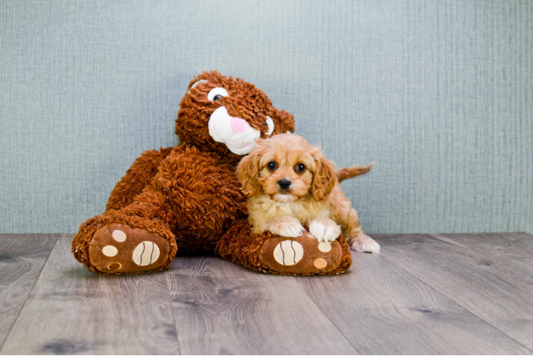 Cavapoo Pup Being Cute