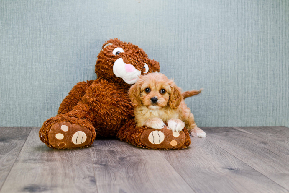 Cavapoo Pup Being Cute