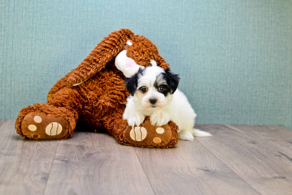 Teddy Bear Puppy for Adoption