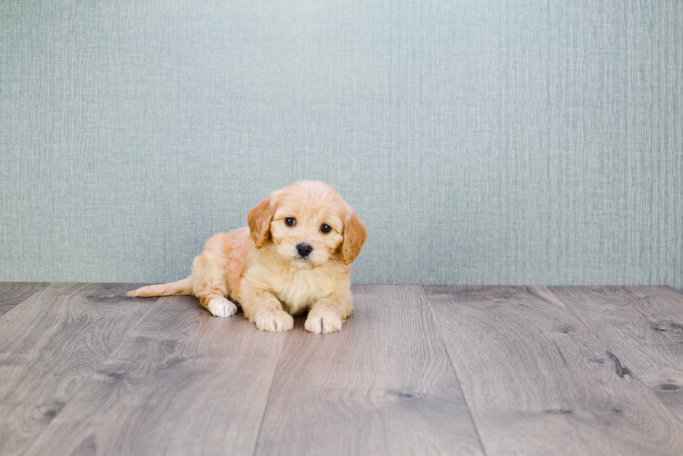 Smart Cavachon Designer Pup