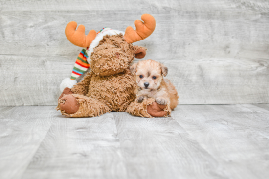 Adorable Yorkie Designer Puppy