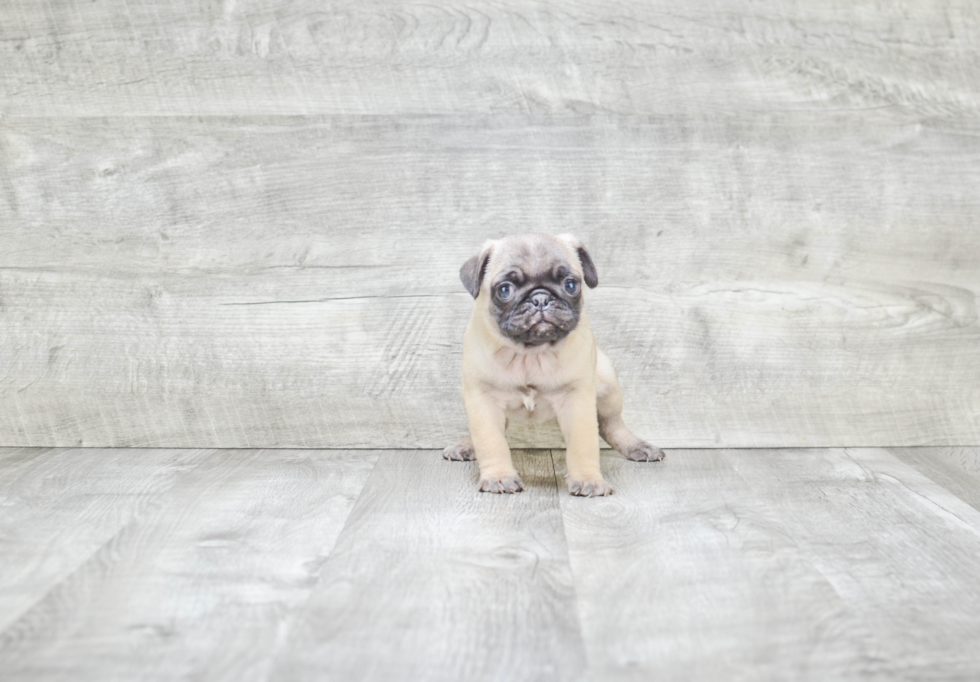 Popular Pug Purebred Pup