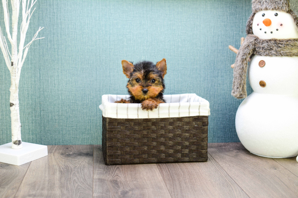 Meet Microteacup-Tinkerbell - our Yorkshire Terrier Puppy Photo 