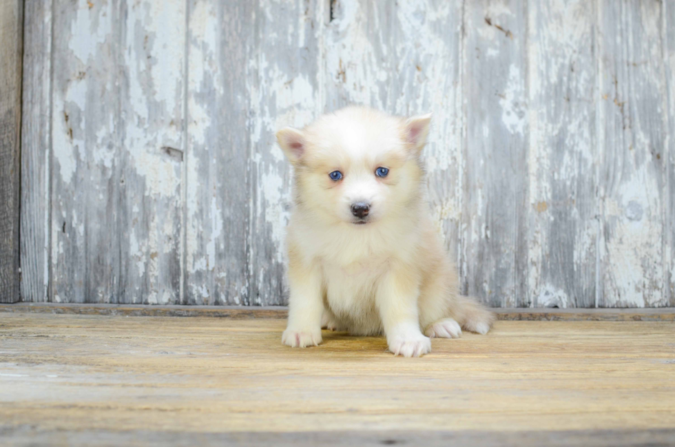 Pomsky Puppy for Adoption