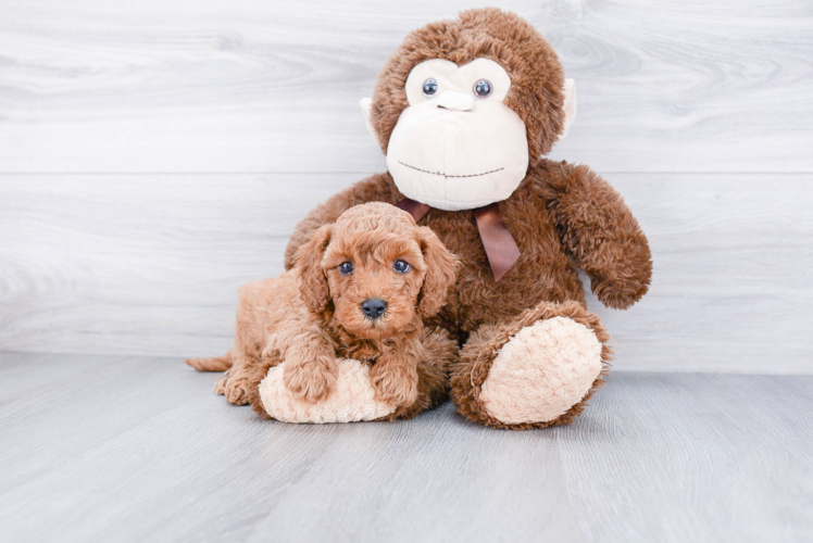 Small Mini Goldendoodle Baby