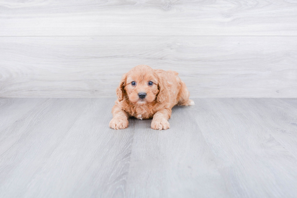 Cavapoo Pup Being Cute