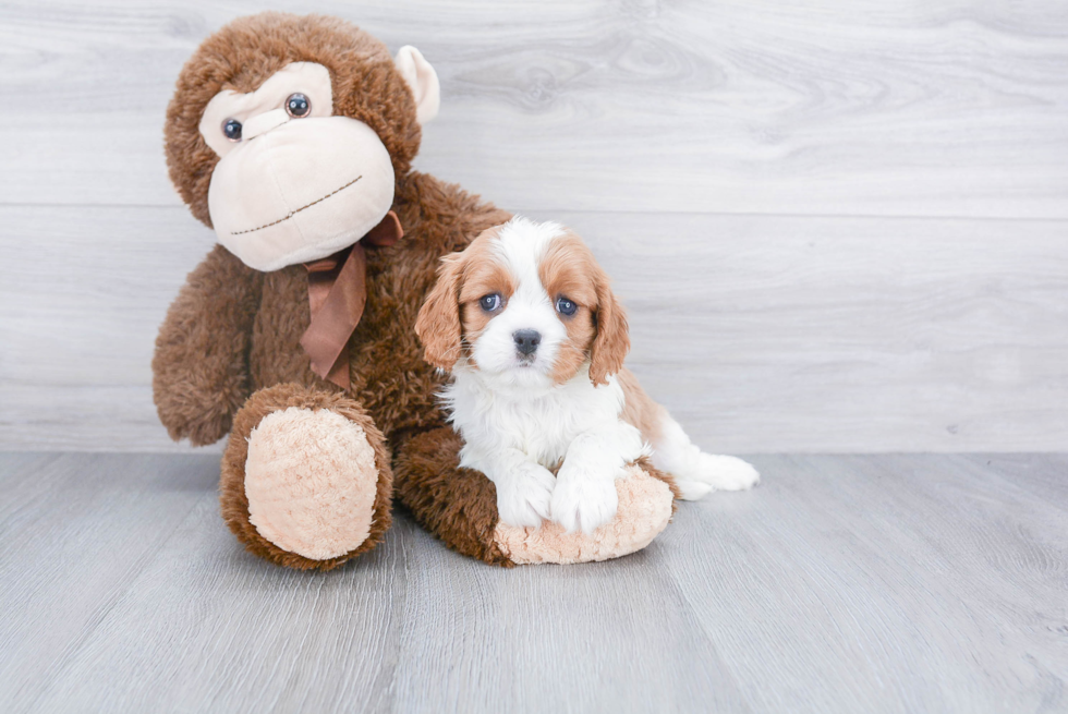 Fluffy Cavalier King Charles Spaniel Purebred Puppy