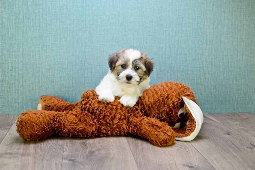 Havanese Puppy for Adoption