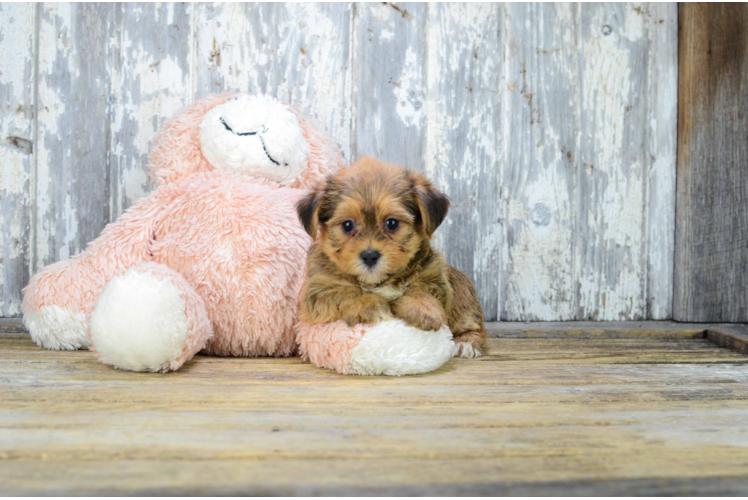 Shorkie Pup Being Cute