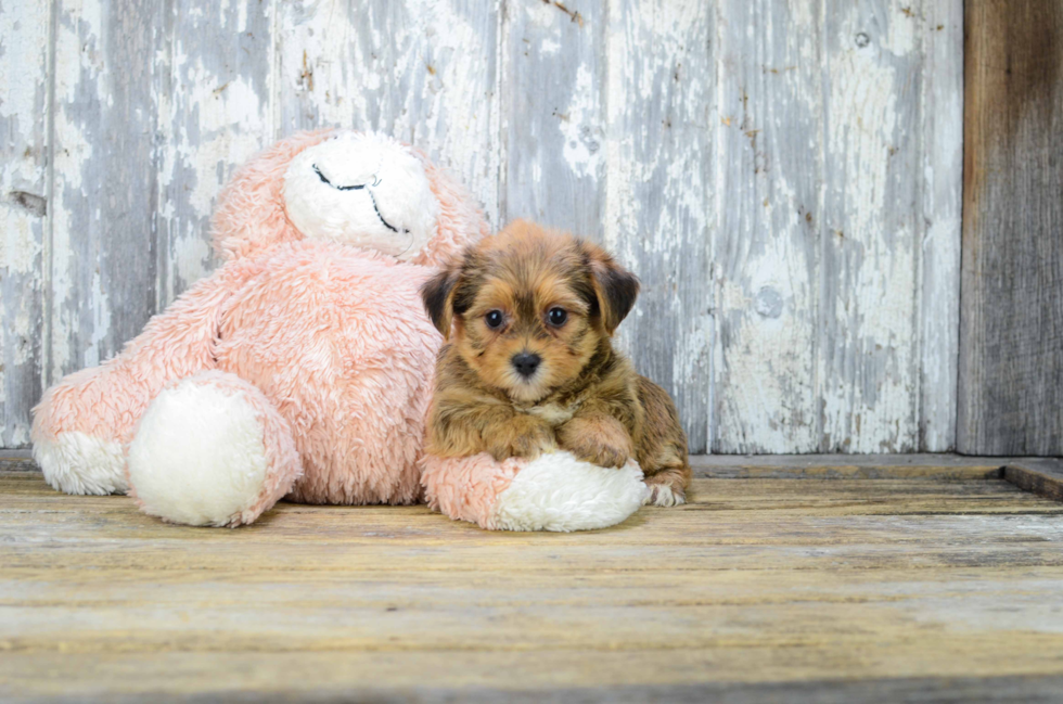 Shorkie Pup Being Cute