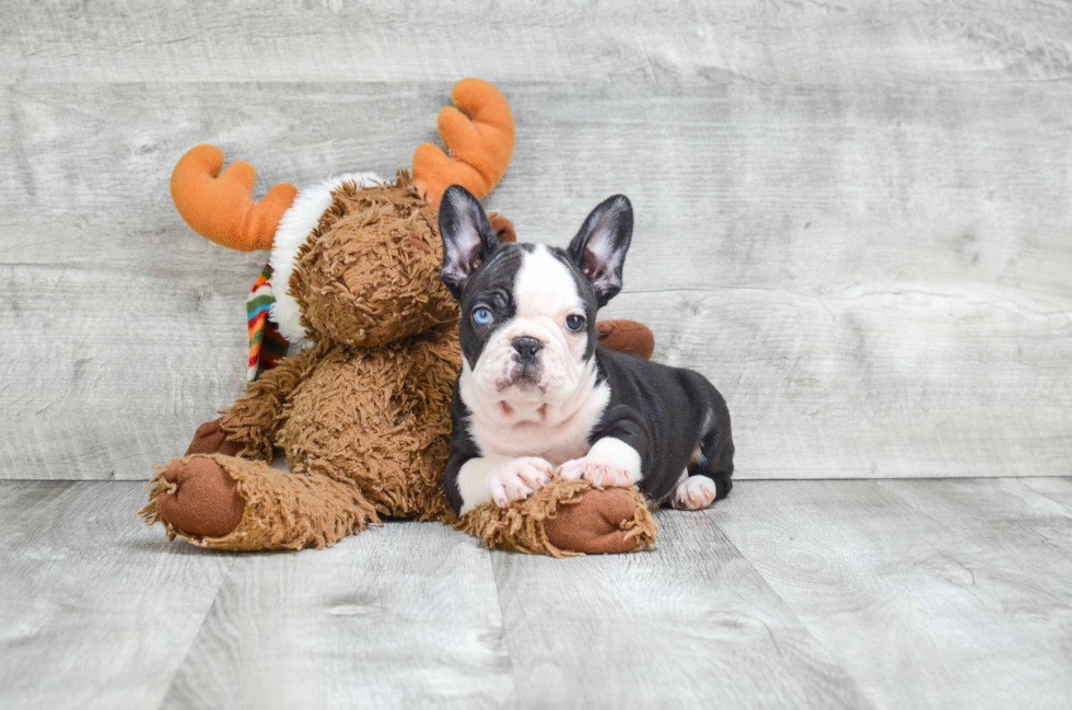 French Bulldog Puppy for Adoption