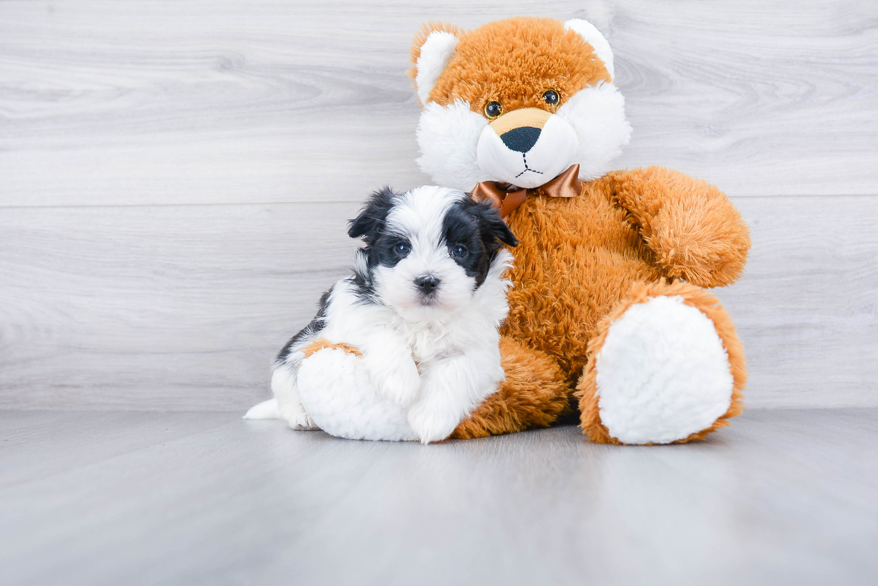 Morkie Pup Being Cute