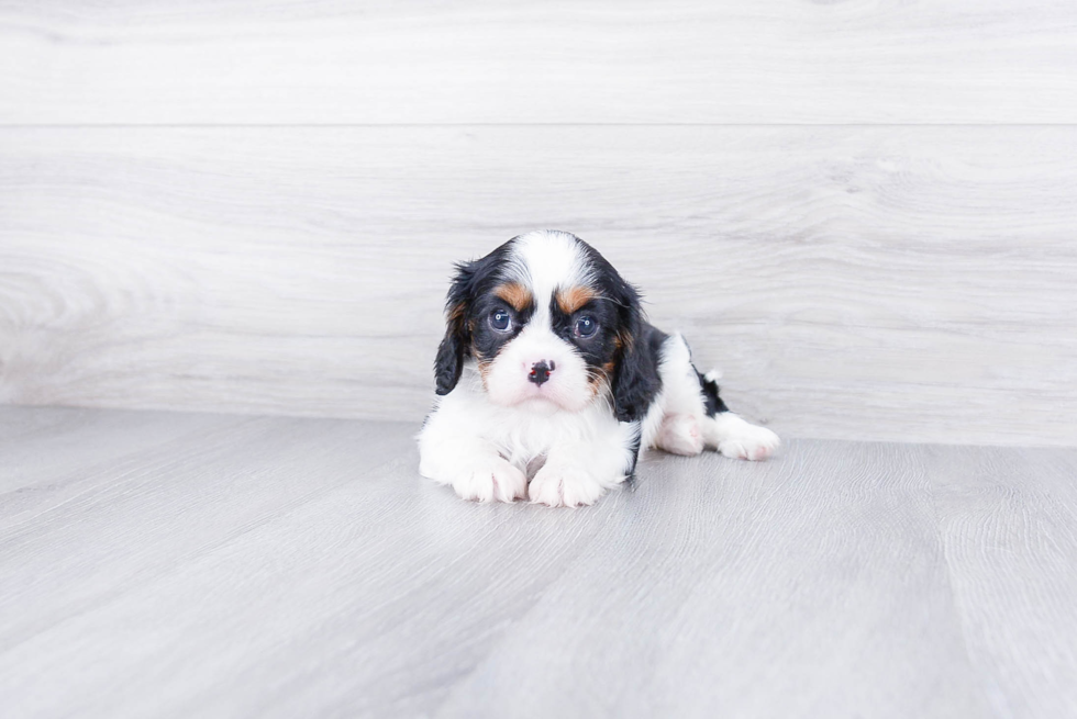 Hypoallergenic Cavalier King Charles Spaniel Purebred Pup