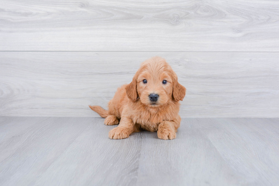 Best Mini Goldendoodle Baby