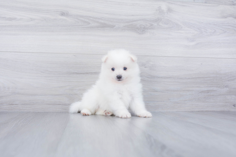 Playful Pomeranian Baby