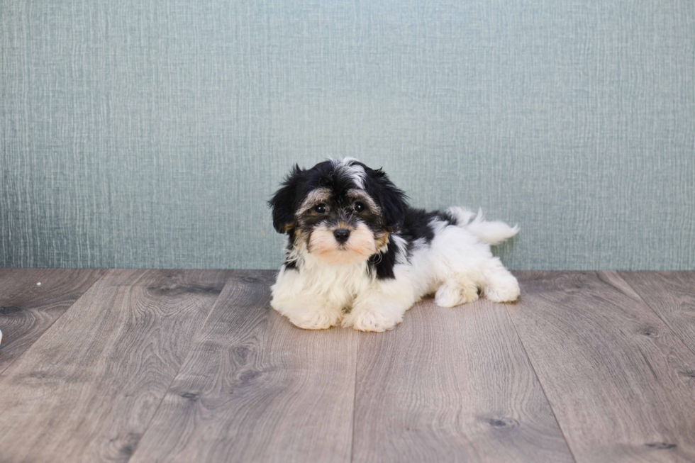 Playful Havanese Baby