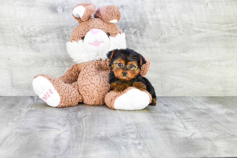 Meet Timmy - our Yorkshire Terrier Puppy Photo 