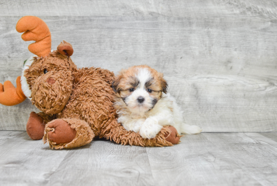 Teddy Bear Pup Being Cute